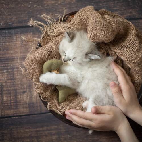 Photo #10681744