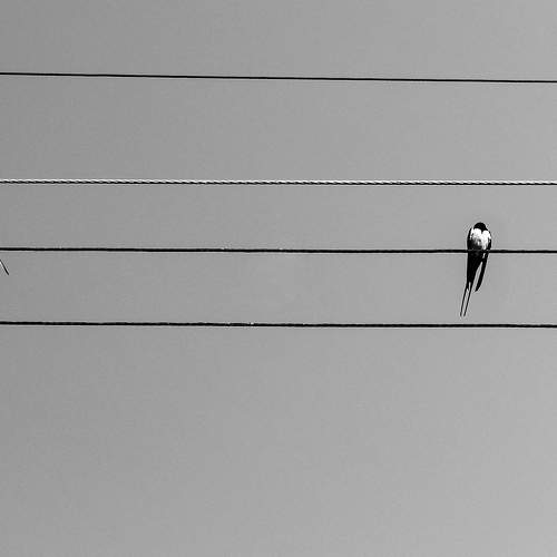 Photo #10681792