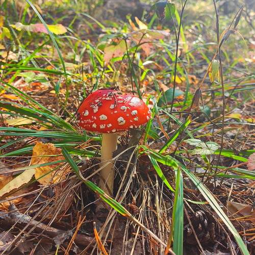 Photo #10681806