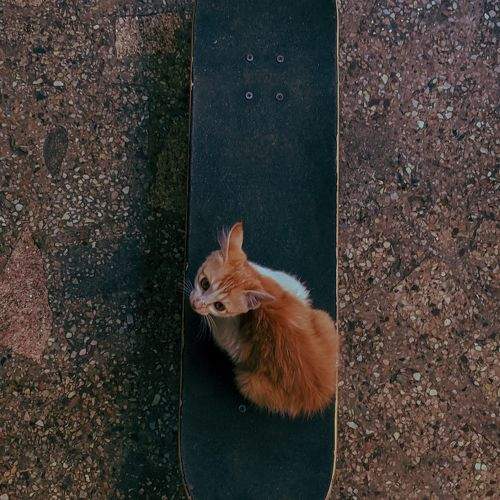 Photo #10681857