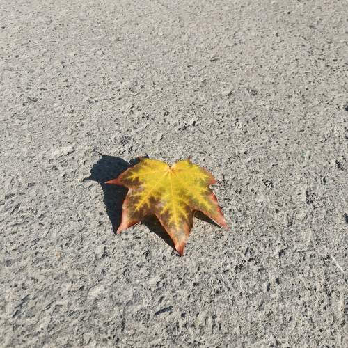 Photo #10681994