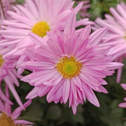 Photo #10682008