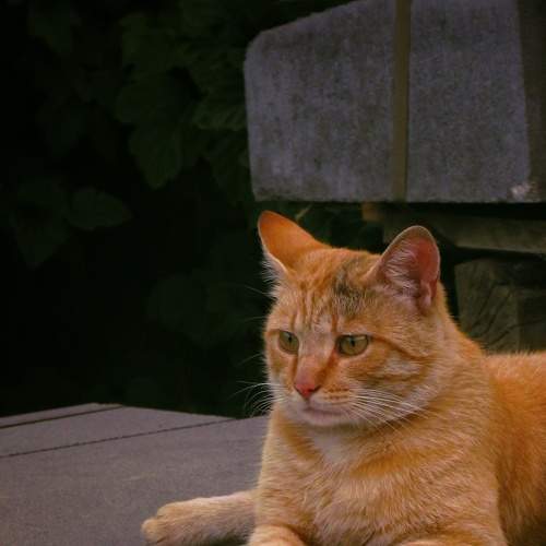 Photo #10682038