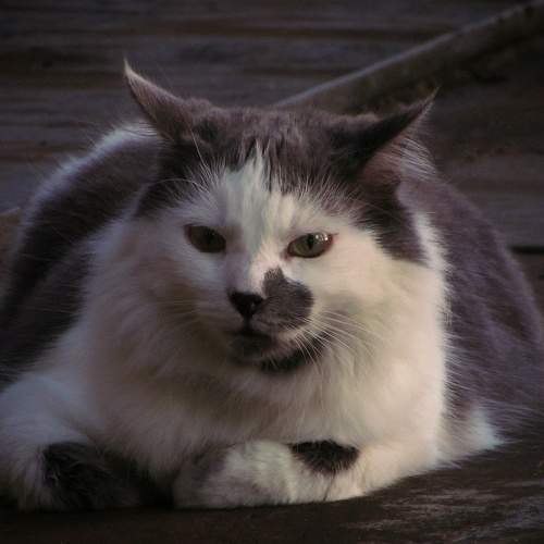 Photo #10682039