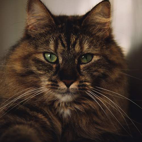 Photo #10682175