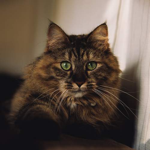 Photo #10682176