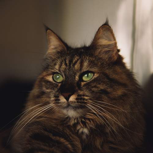 Photo #10682177