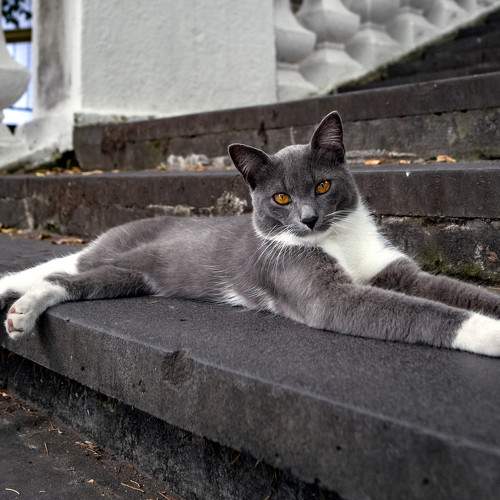 Photo #10682249