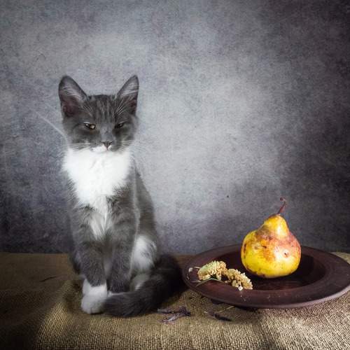 Photo #10682256