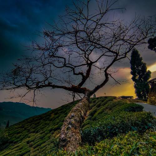 Solitary Tree at Dusk