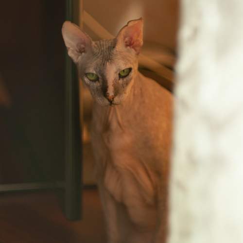 Photo #10682361