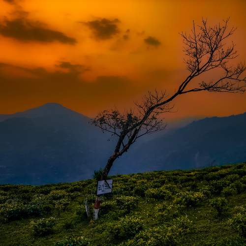 Fiery Sunset Over Tea Fields