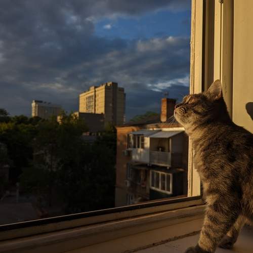 Photo #10682384