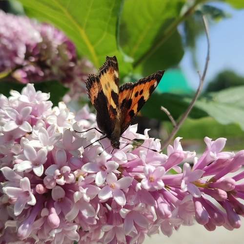 Photo #10682469
