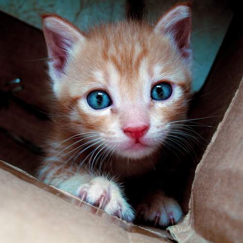 Photo #10682525
