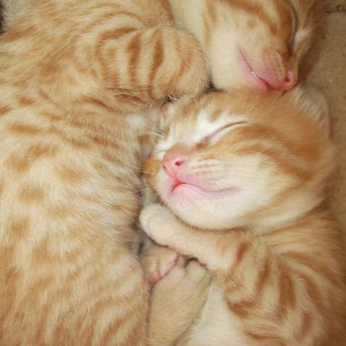 Sleeping Kitties