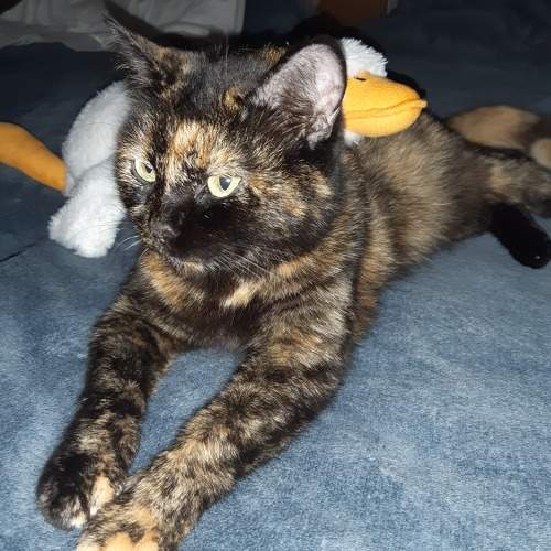 Photo #10682574