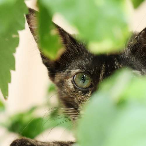 Photo #10682664