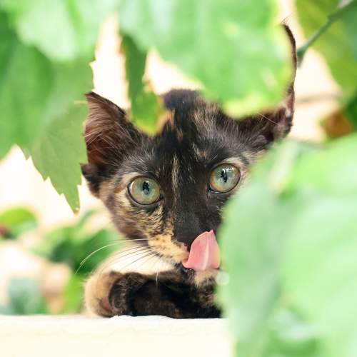 Photo #10682667