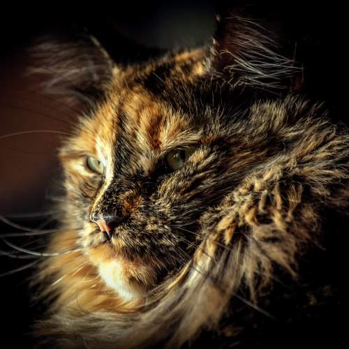 Photo #10682686