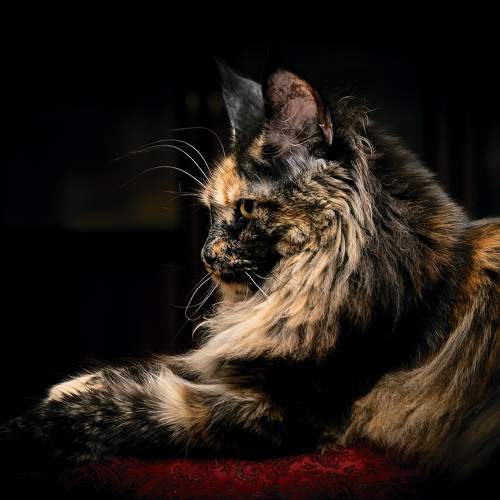 Photo #10682757