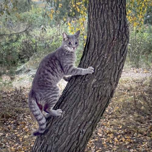 Photo #10682767