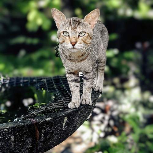 Photo #10682977