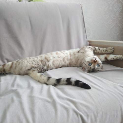 Photo #10683052