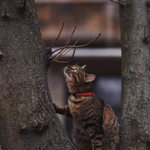 Photo #10683077