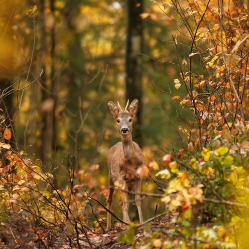 starring through the forest
