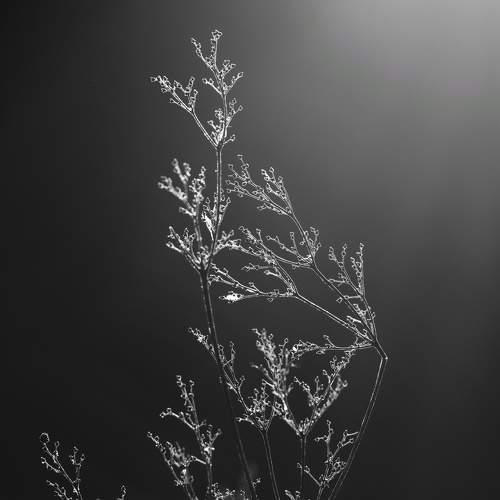 mystical backlight