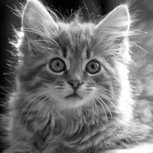 Photo #10683722