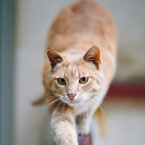 Photo #10683952