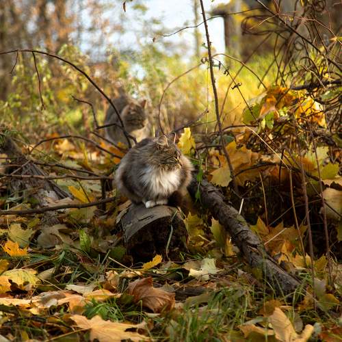 Photo #10684044