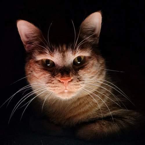 Photo #10684251