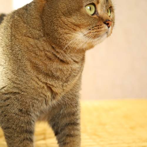 Photo #10684535