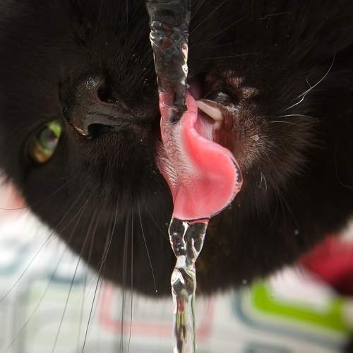 Photo #10684631