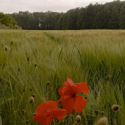 Photo #10684705