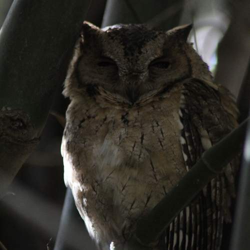 "Nocturnal beauty" Indian Scops Owl