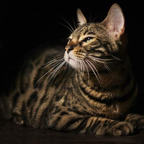 Photo #10684842