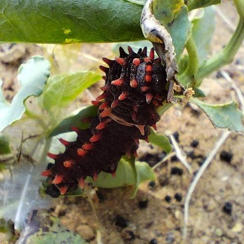 Photo #10684884