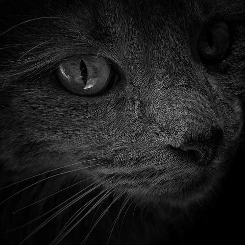 Photo #10684929