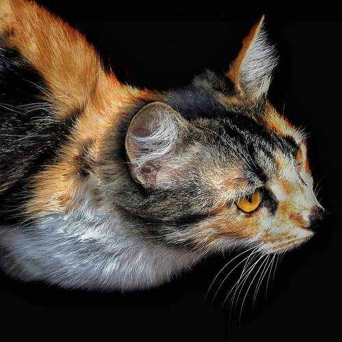 Photo #10684935