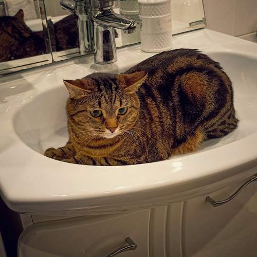 Photo #10685142