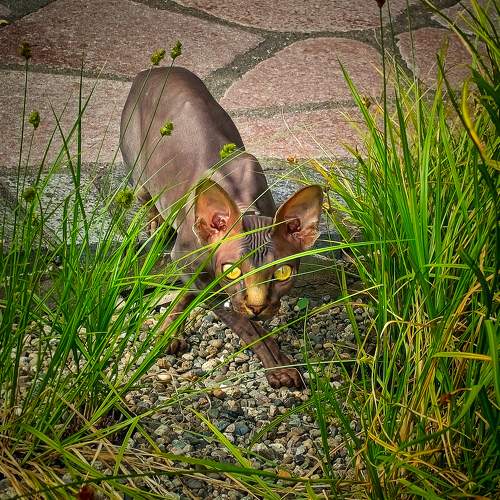 Photo #10685209