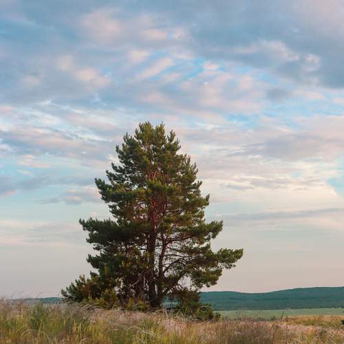 Photo #10685500
