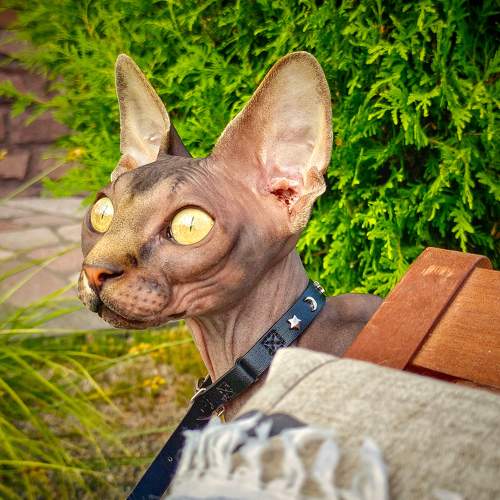 Photo #10685519