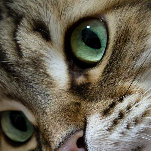 Photo #10685602