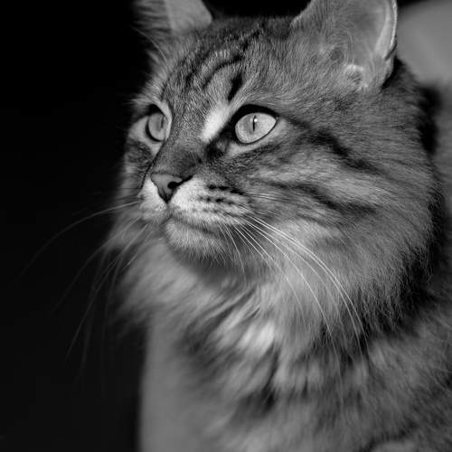 Photo #10685613