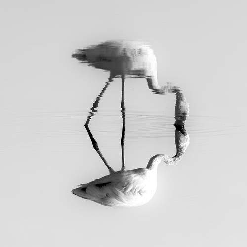 ART OF REFLECTION